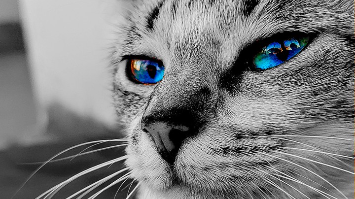 Gata