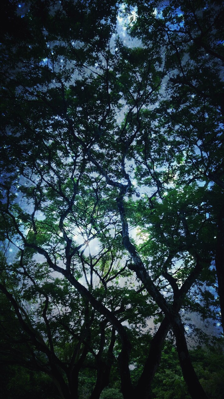 Starry night . Trees