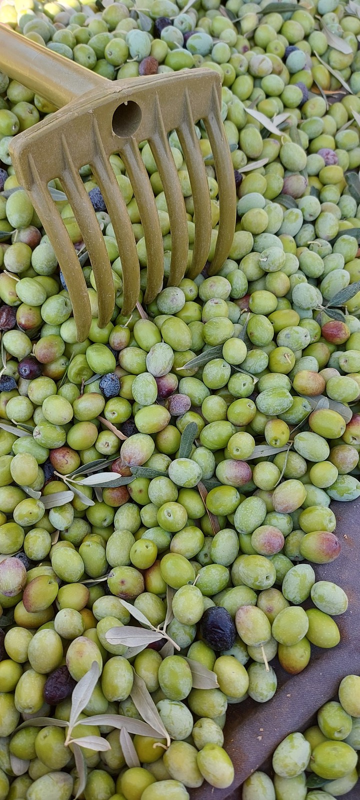 Zeytin toplama zamanı