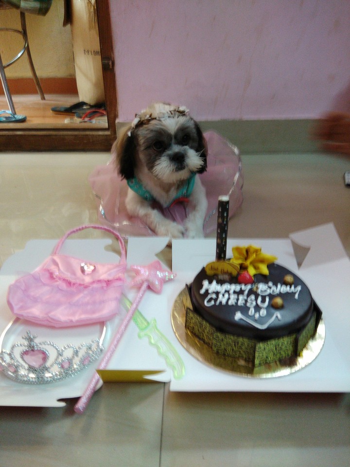 cheesy's birthday