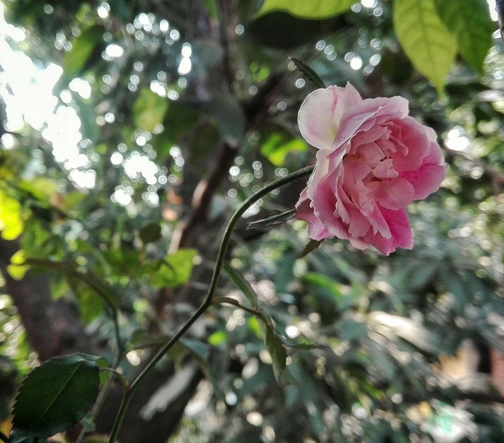 newly born rose