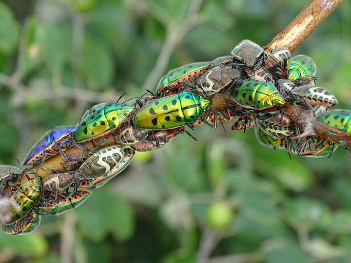 Bugs