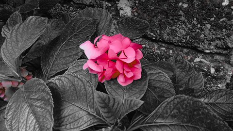 BEAUTİFUL FLOWER