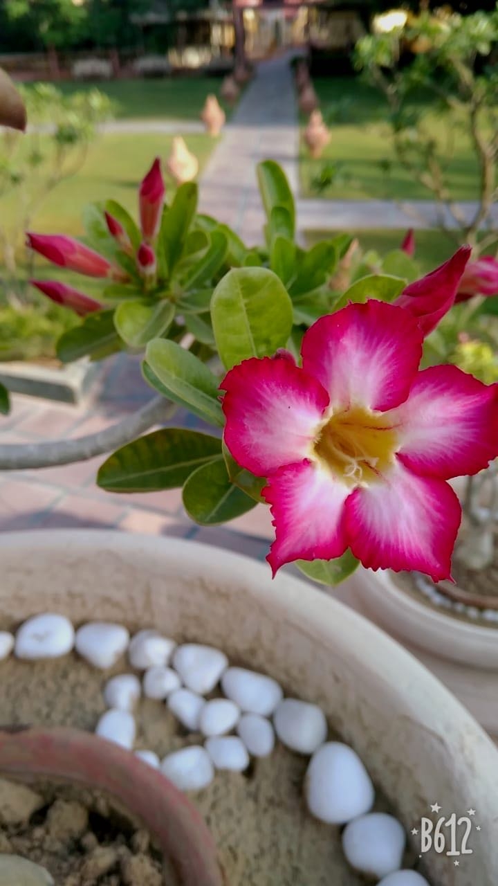 Flower