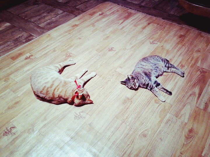 냥스 cats