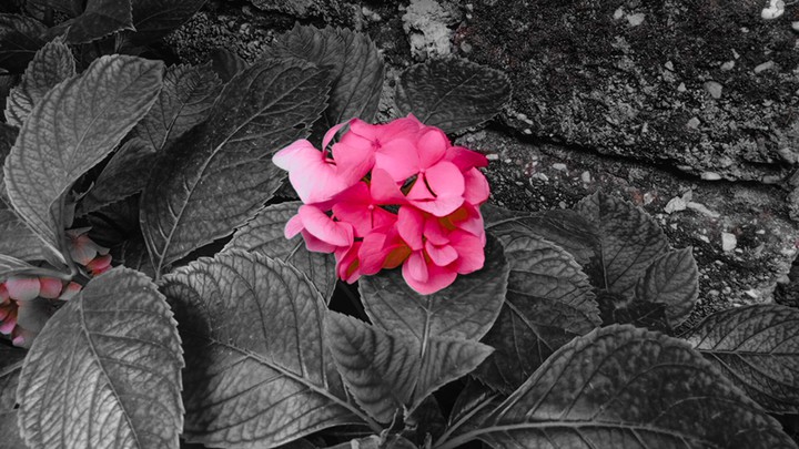 BEAUTİFUL FLOWER