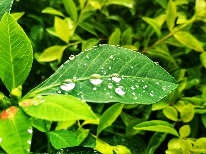 The first rain shower
