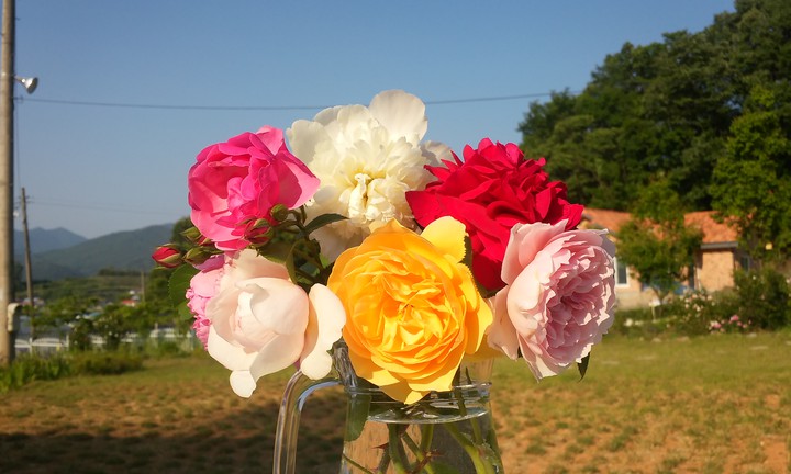 rose