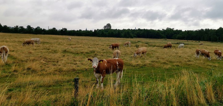 Grenaa