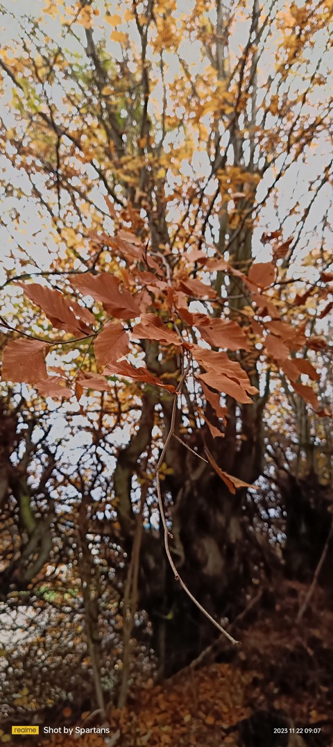 trunk, wood háttérképek