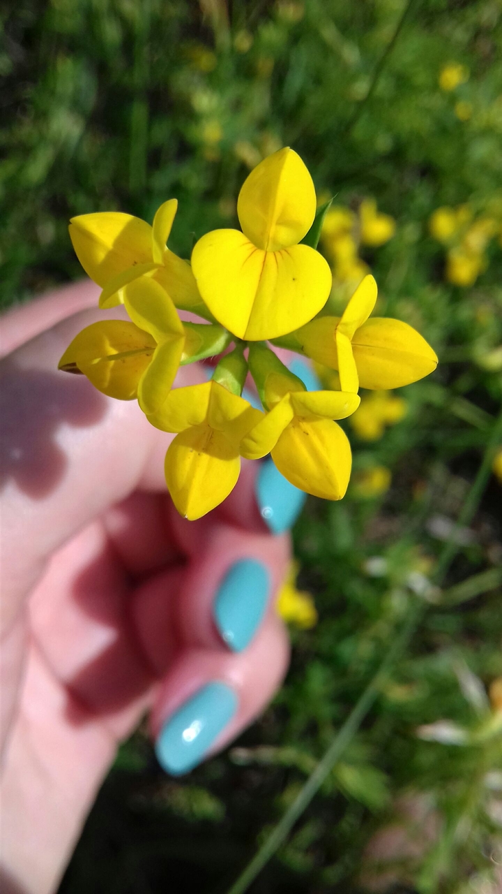 yellow