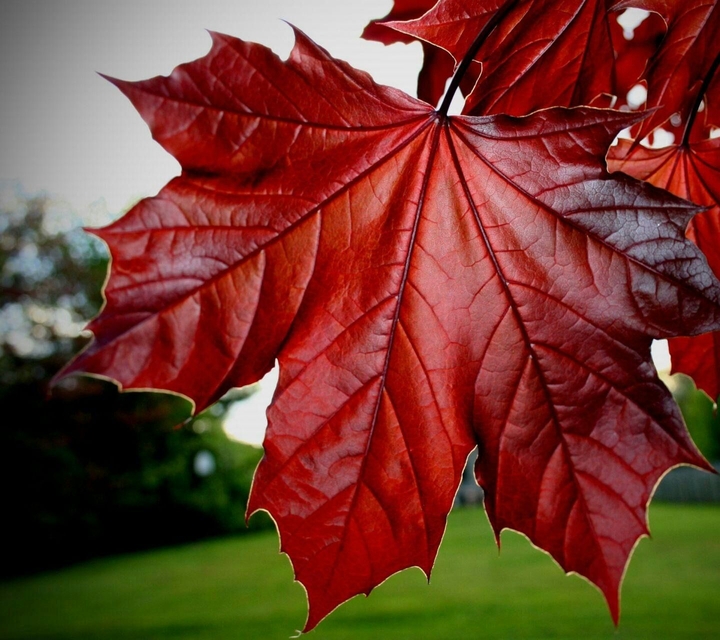 The autumn