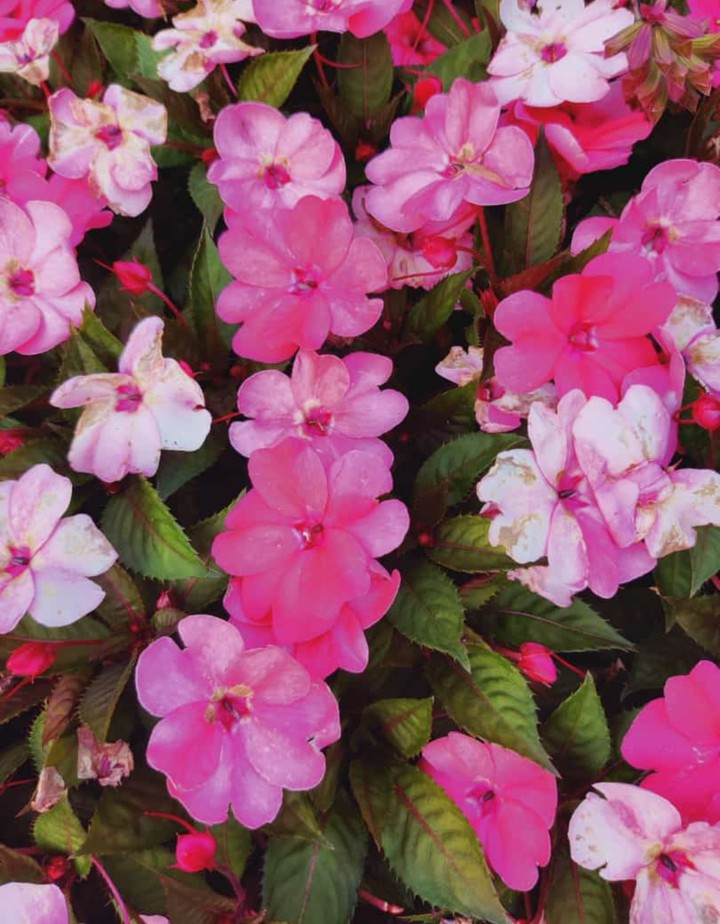 shades of pink