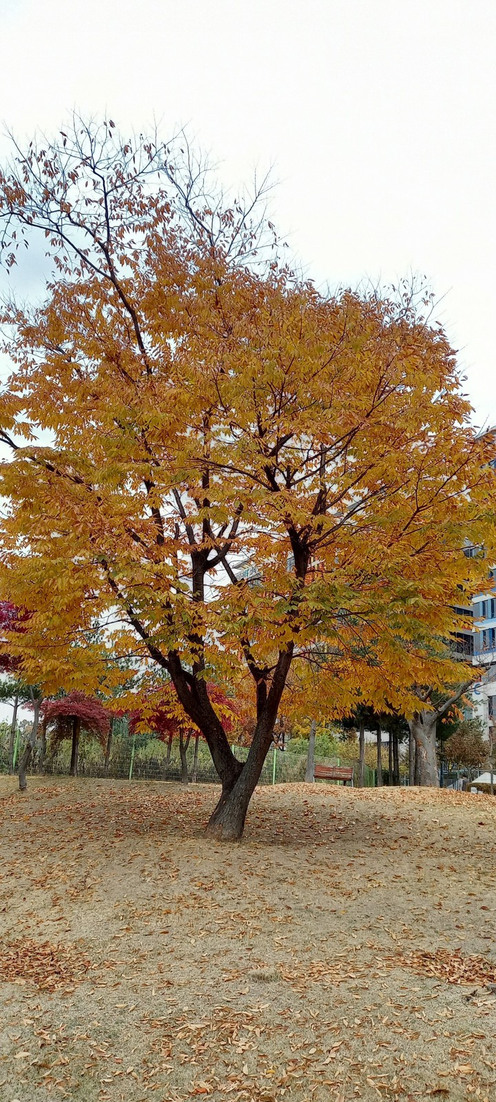 autumn.