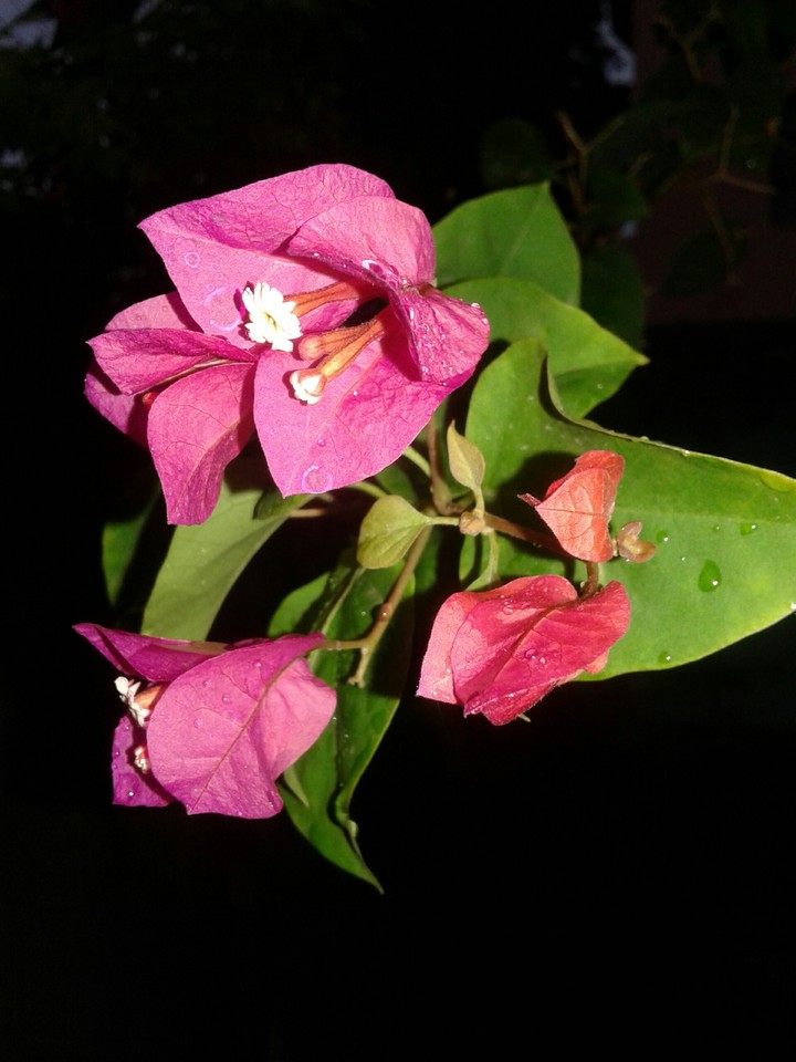 Pink Azalea