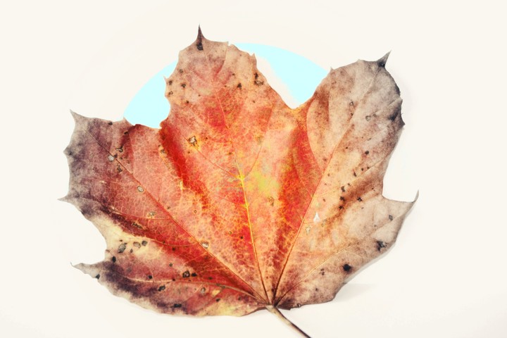 Autumn leaf