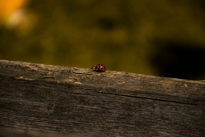 ladybug