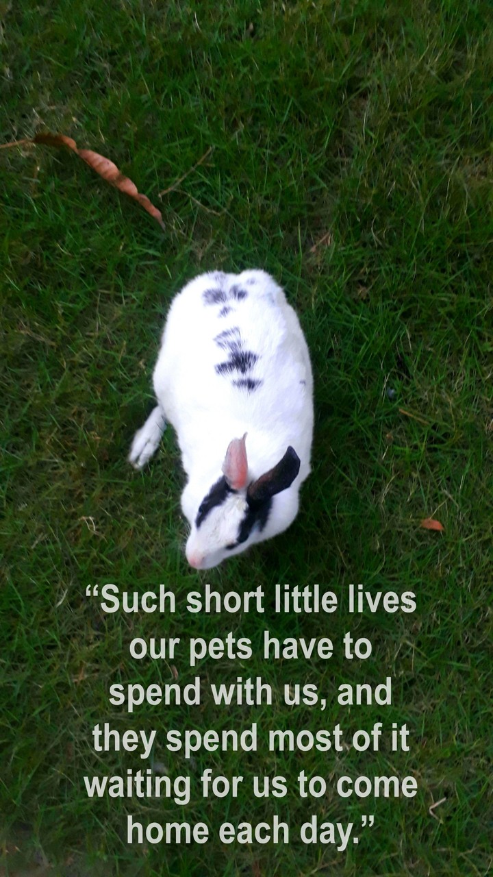 pet love
