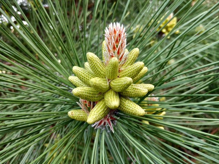 flower "Christmas tree children"
