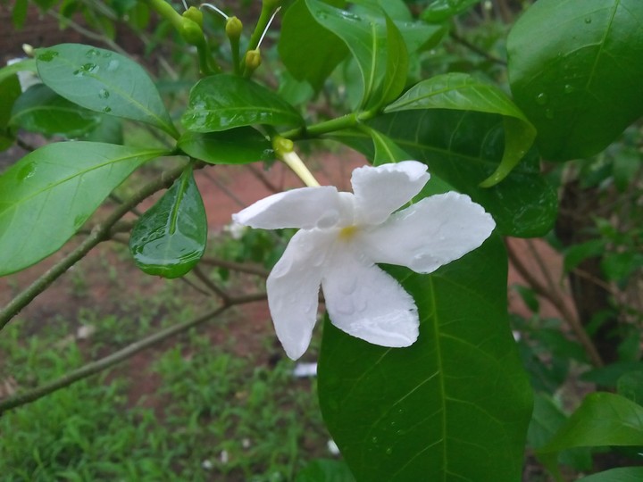 White Flower