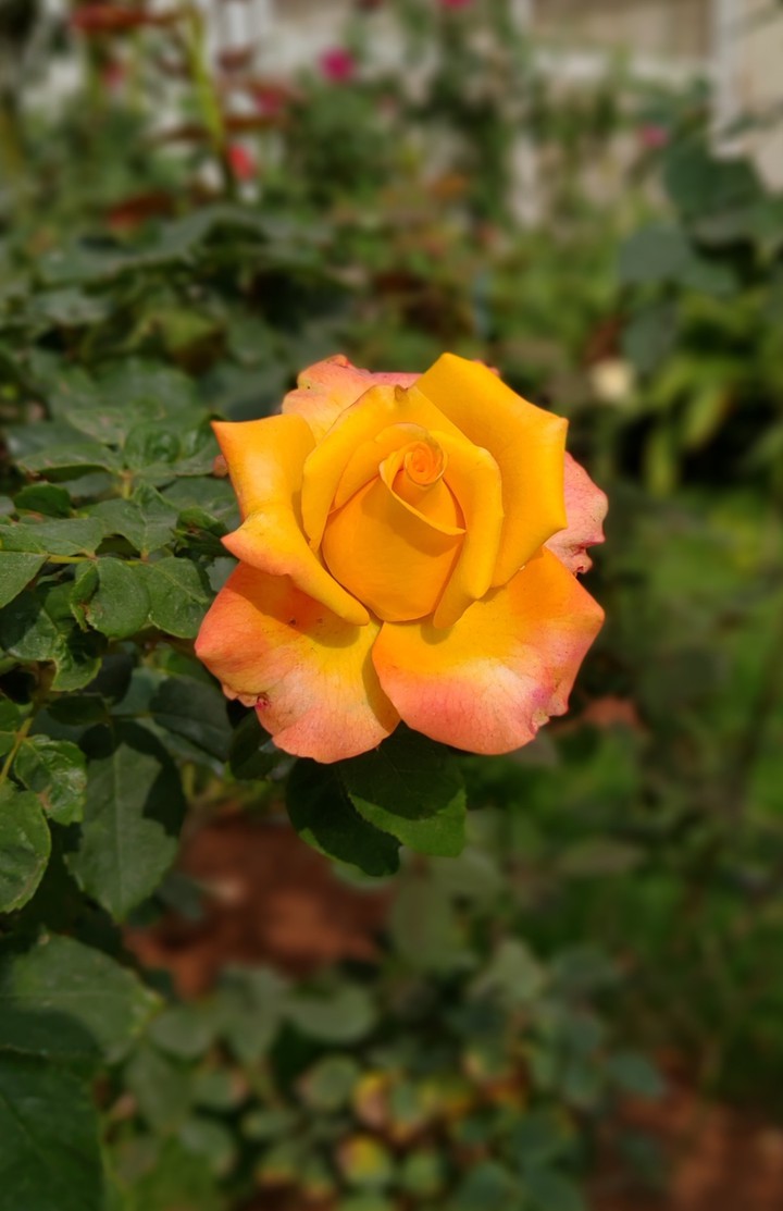 Rose