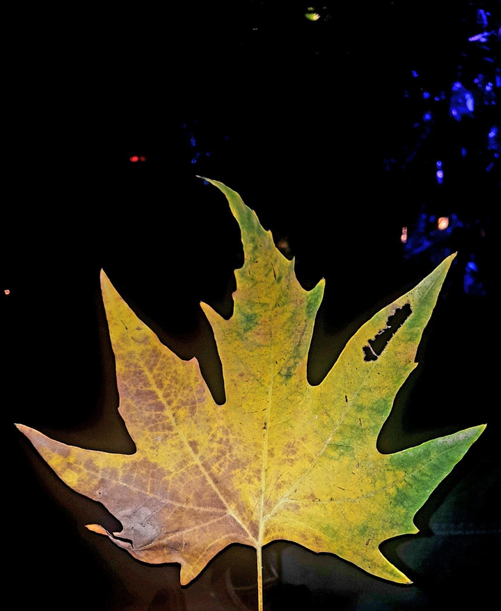 leaf