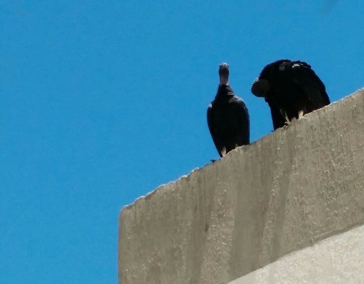 urubus/vultures