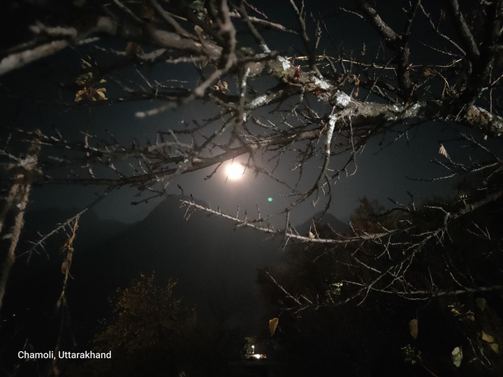 moon behind tree