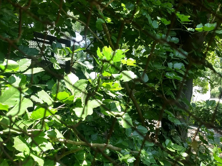 greenery