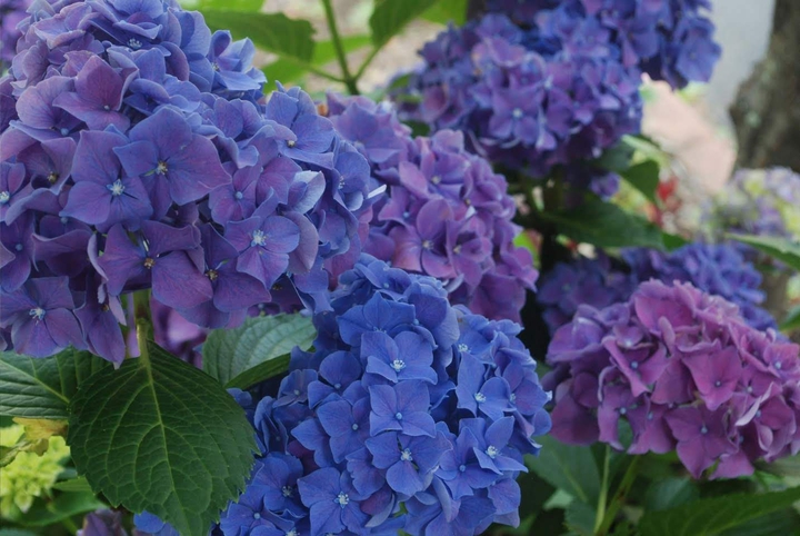 hydrangeas