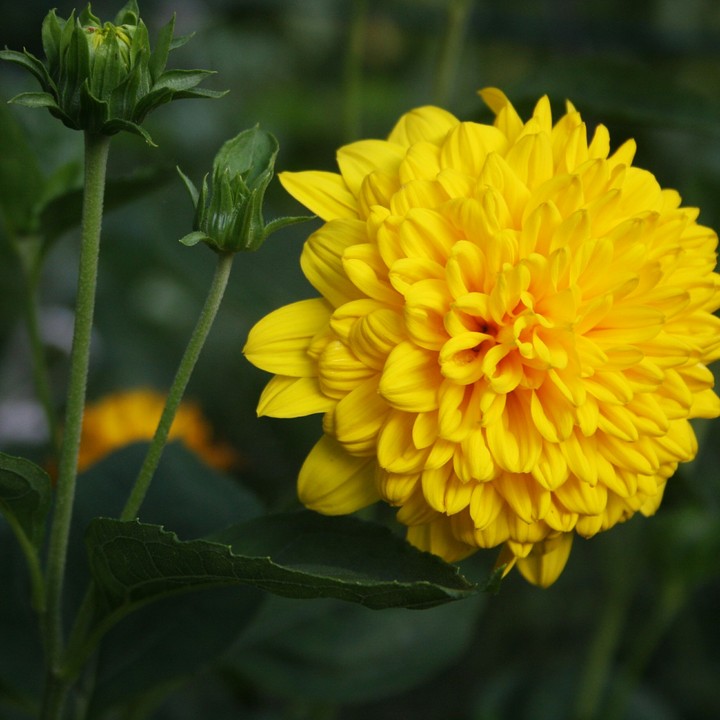 yellowsgreens