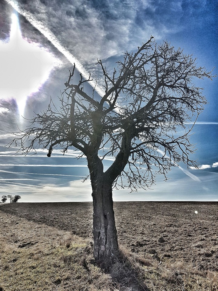 Just a tree