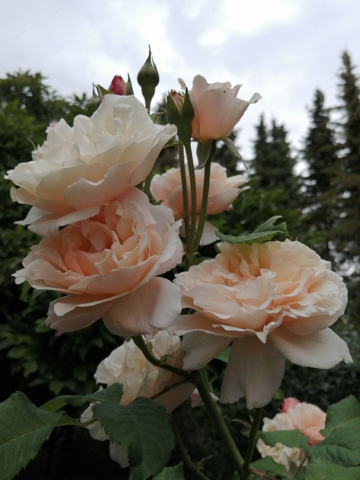 Blume