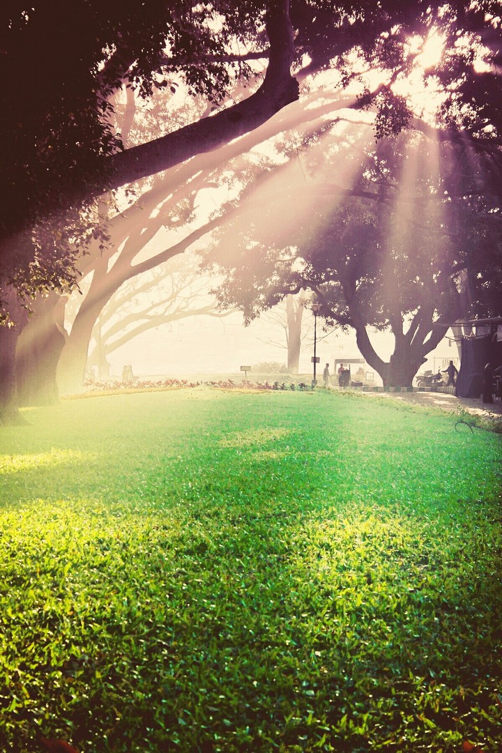 Morning field