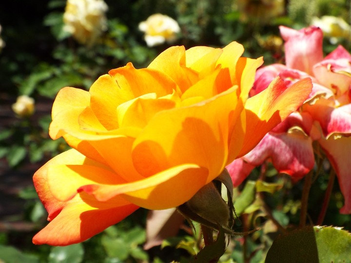 yellow roses
