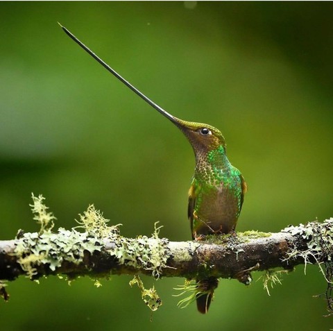 bird