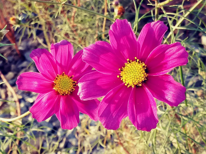 #COSMOS