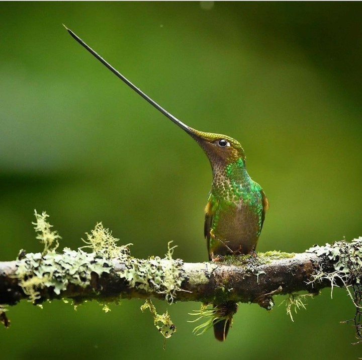 bird