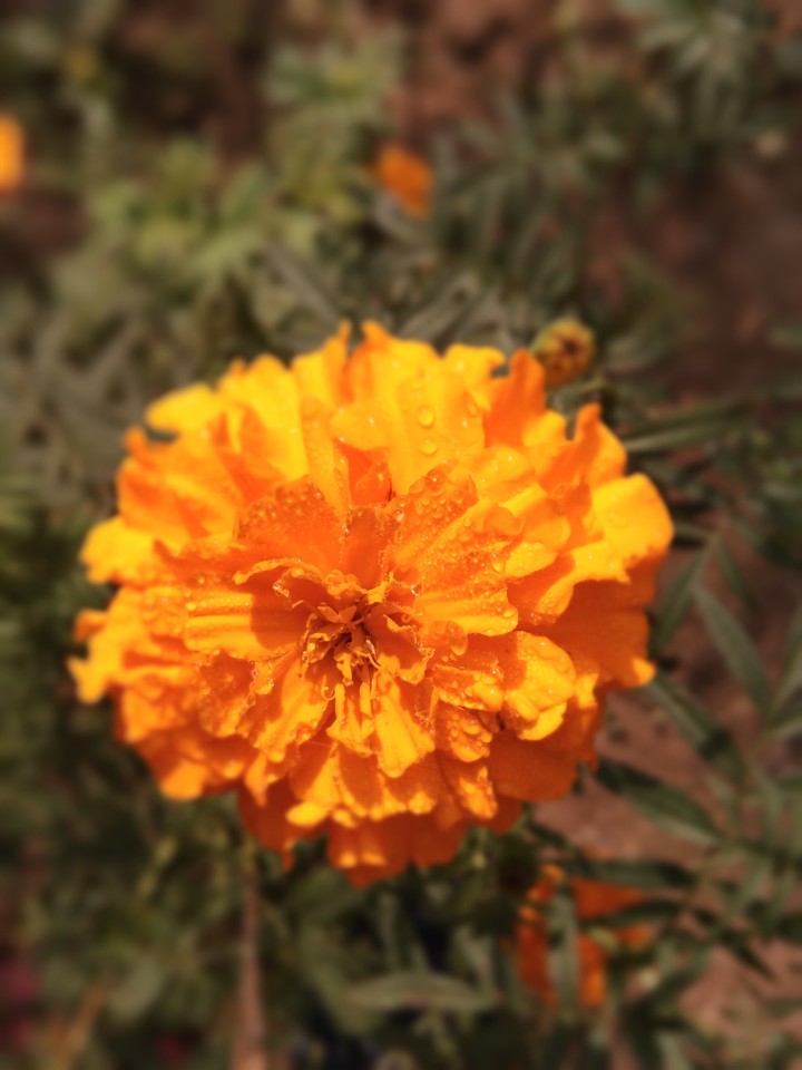 Flower