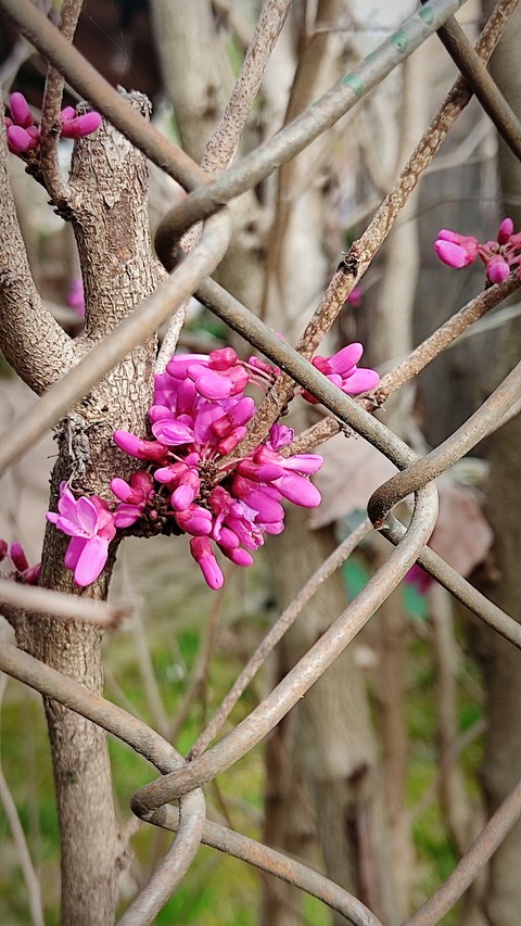 ταπετσαρίες park, twig