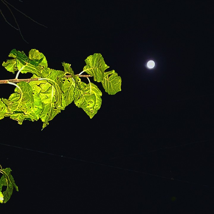 Moon