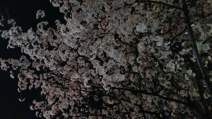 cherry blossom tree