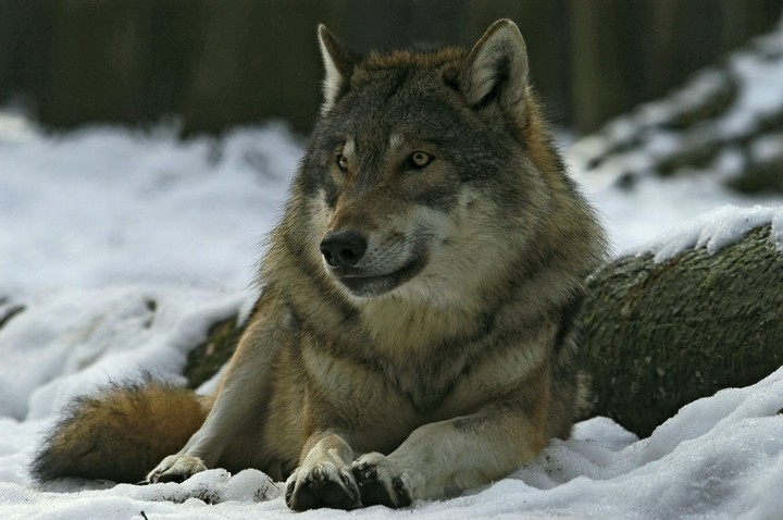 wolf
