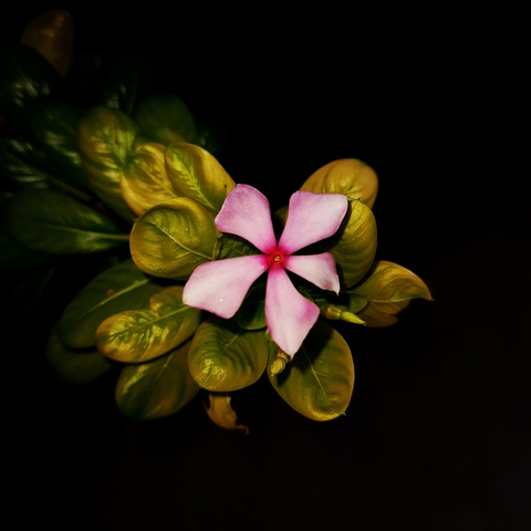 blossom