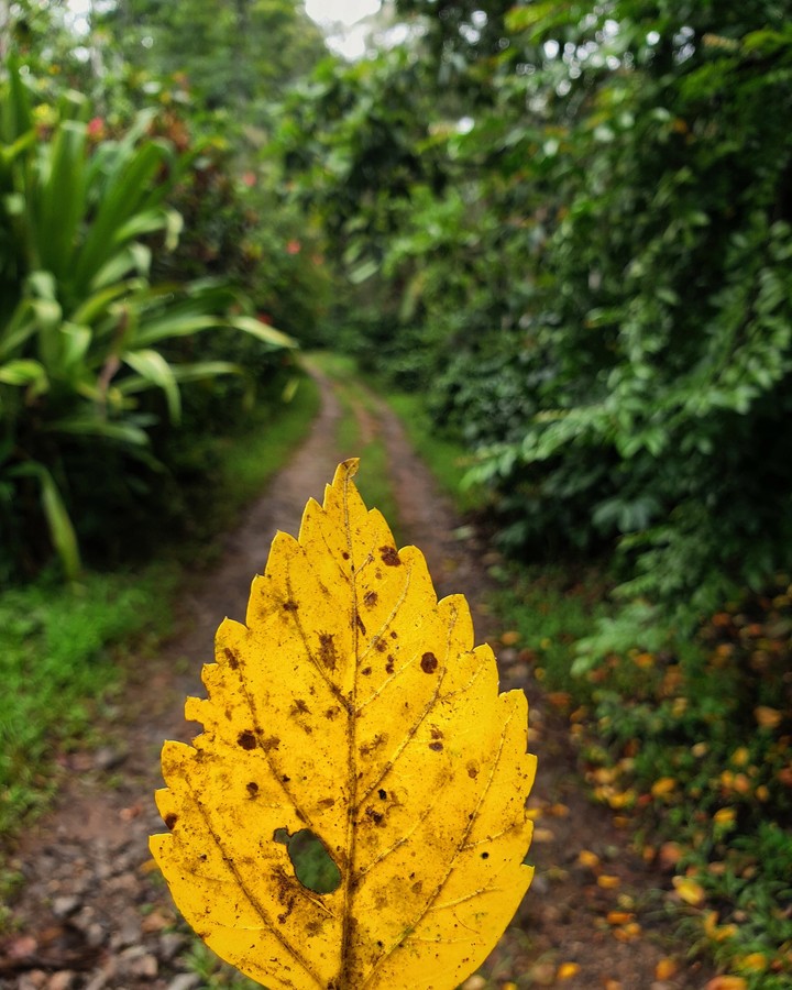 beleaf