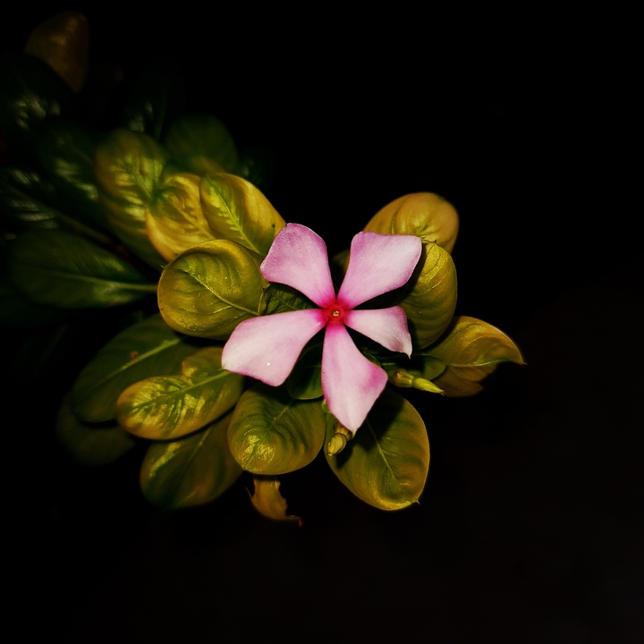 blossom