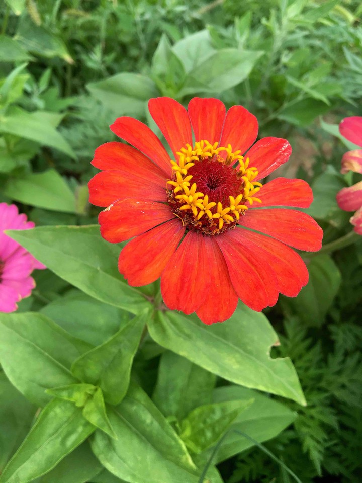 red flower