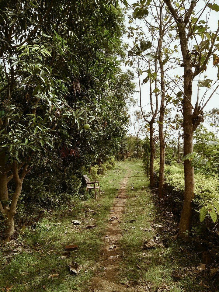 nature