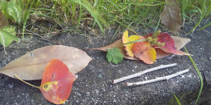 Fallen leaves