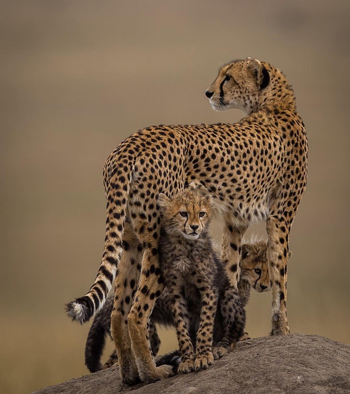 cheetah